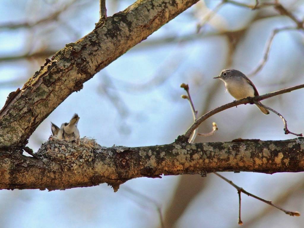Blue-gray Gnatcatcher pair at nest in progress 20150502 by Kenneth Cole Schneider is licensed under CC BY-NC-ND 2.0